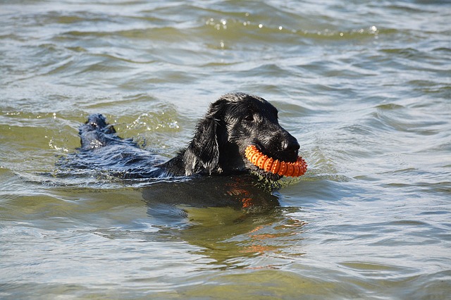 pes s hračkou ve vodě